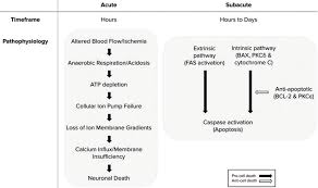 Image result for Stroke Pathophysiology