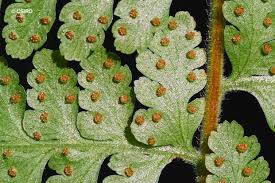 Image result for Microlepia speluncae