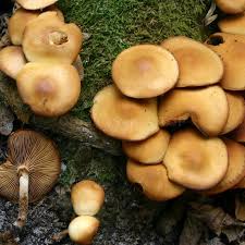 Image result for Lactarius mutabilis