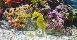 Celebrate Seahorses