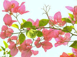 Paper Flowers Paper Flowers Flowers Flower Painting