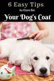 6 Easy Tips To Care For Your Dog S Coat Your Dog Cat Care Puppy Care