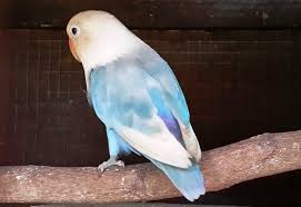 Jika anda ingin memelihara burung love bird pasbir ini setidaknya anda harus menyiapkan bajet yang lumayan mahal, untuk anakan atau baby pasbir ini saja bisa mencapai 250 ribu sampai 400ribu rupiah yang masih dibawah umur 5 bulan. Harga 5 Jenis Burung Lovebird Pasbir Mahal Suara Gambar