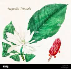 Image result for Magnoliaceae