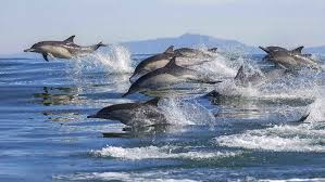 20 90 Off Activities In Tauranga Mt Maunganui Whakatane Bookme
