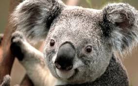 Check spelling or type a new query. Dieren Wallpapers Animaatjes Nl