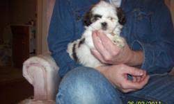 Teddy bear puppies for sale in wayland iowa. Non Shedding Teddy Bear Puppies Price 400 00 For Sale In Wayland Iowa Best Pets Online