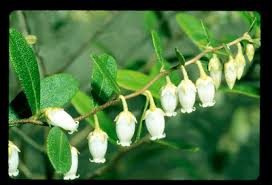 Image result for Bulbostylis schoenoides