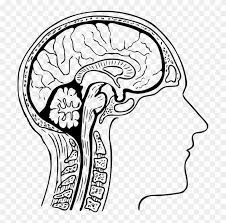 Maybe you would like to learn more about one of these? All Photo Png Clipart Dibujos De Cerebros Humanos Free Transparent Png Clipart Images Download