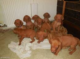 Image result for maďarský ohař drátosrstý