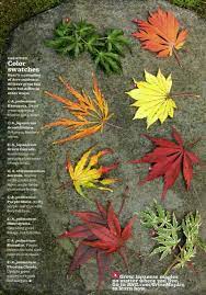 Japanese maple trees are one of the most common trees used because they adapt to different climates easily and have beautiful colours. Pin By Paige Harrod Vagedes On Garden Ideas Japanese Garden Japanese Maple Tree Japanese Maple