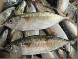Nama juga merupakan cerminan doa dan harapan dari orang tua untuk buah hatinya. 10 Jenis Ikan Laut Di Indonesia Yang Paling Sering Untuk Konsumsi