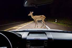 And injuries raise the stakes for an insurance claim. Compensation For Car Crashes Caused By Wildlife In Indiana Highways