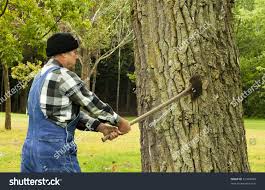 Man Preparing Chop Down Tree Old Stock Photo Edit Now 61349458