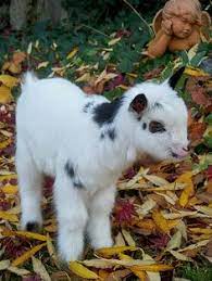 40 Best Nigerian Dwarf Goat Babies Ideas Dwarf Goats Nigerian Dwarf Goats Nigerian Dwarf