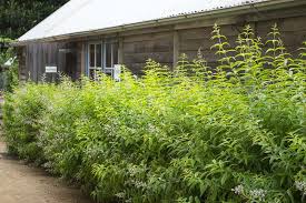 Image result for Aloysia citrodora