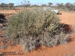 Image result for Cynanchum viminale