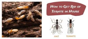 How to identify and control them | us epa. How To Get Rid Of Termites How To Kill Termites Signs Of Termites Diy Termite Treatment