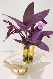 Purple Heart Tradescantia Pallida Purple Plants Purple Heart Plant Hanging Plants Indoor
