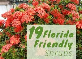 These wildflowers are adapted to an average moderate to dry garden in all regions of florida. The Best Shrubs To Grow In Florida 19 Florida Friendly Shrubs