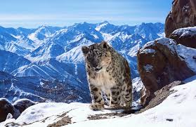 Ce Soir Sur France 2 Rediffusion De Planete Animale Video Stars Actu