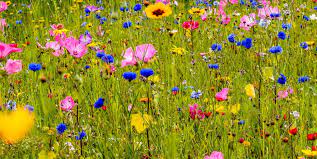 If you're searching flowers near me, you may be wondering which flower reigns supreme in terms of size. Households Reminded Not To Pick Wildflowers In Line With Law