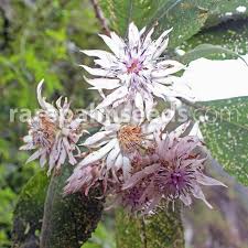 Image result for Vernonia galpinii