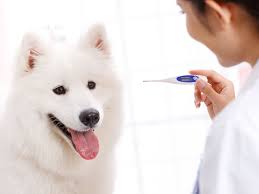 What is the normal temperature of a small dog? Learn A Dog S Normal Body Temperature