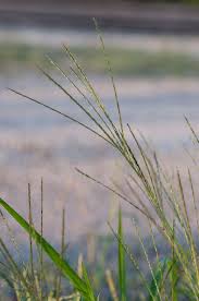 Image result for Digitaria calcarata