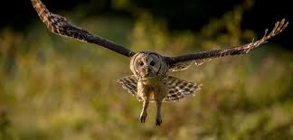 Image result for owl