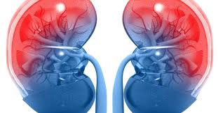 Kidneys Structure Function And Diseases