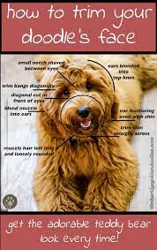 This cut may not be the most stylish, but it is the best one to keep your pet dog cool and relaxed. Pin On Goldendoodle Haircuts Goldendoodle Grooming Styles