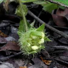 Image result for Crabbea velutina