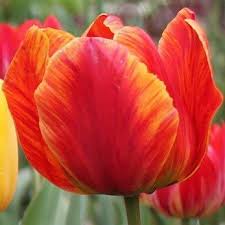 Royal Treasure Flowers Kashmir - Home | Facebook