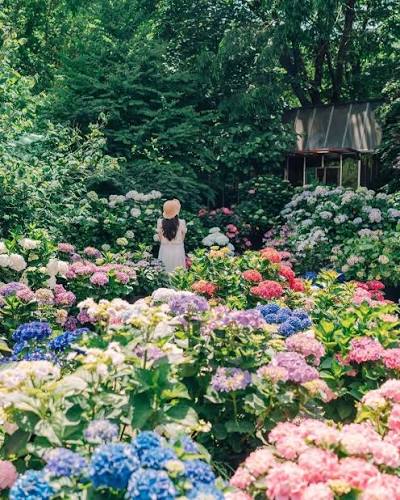 Mùa hè ở Camellia Hill Jeju – Thiên đường hoa cẩm tú cầu giữa lòng đảo ngọc  Hàn Quốc