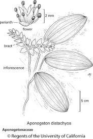 Image result for Aponogetonaceae