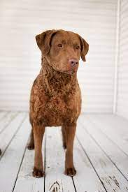 99 Best Chesapeake Bay Retriever Dog Names The Paws Dog Names Chesapeake Bay Retriever Retriever