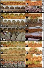 Image result for Gleichenia elongata