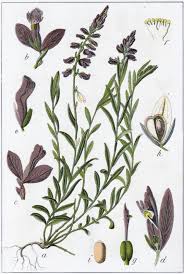Image result for Polygala