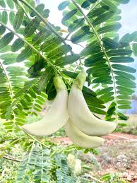 Image result for Sesbania sericea