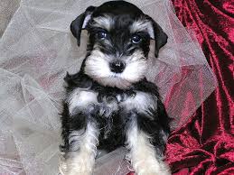 Black And White Parti Mini Schnauzer Annie Black And Silver Phantom Female Schnauzer Best Dog Breeds Most Popular Dog Breeds