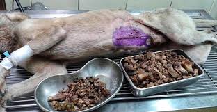 Check spelling or type a new query. Photo Shows 1 3kg Undigested Bones From Dog S Stomach Public Urged Not To Feed Bones World Of Buzz