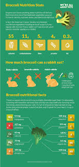 Let's take a look at their nutritional data and find out more about them. Can Rabbits Eat Broccoli We Re All About Pets