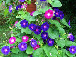It is used for relaxation and protection, but can also be purple is the color of royalty and spirituality. Morning Glory Flowers Have A Deep Spiritual Meaning All Rose Color Meanings