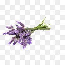Lavender Flowers Purple Flower Png Transparent Clipart Image And Psd File For Free Download Free Watercolor Flowers Flower Png Images Watercolor Flowers