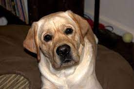 480 old fashioned dog names old school dog name ideas dog names doggie style old fashioned