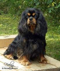 Cavalier King Charles Spaniel Graceful And Affectionate King Charles Cavalier Spaniel Puppy Cavalier King Spaniel Cavalier King Charles