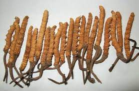 Generally keeda jadi is called caterpillar fungus. Himalaya Caterpillar Fungus Keeda Jadi Ophiocordyceps Sinensis Rs 1600000 Kilogram Id 22022253033