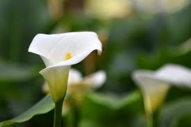 Troverete sicuramente quello che più si addice al vostro spazio. Calla Eleganti Fiori Bianchi Come Coltivarla Faidateingiardino Com