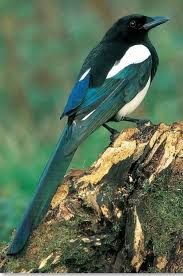 Pin On Colorful Birds